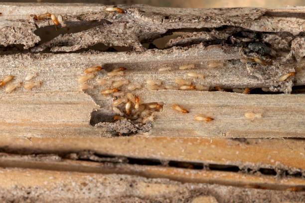 Best Best Pest Control Near Me  in Emory, TX