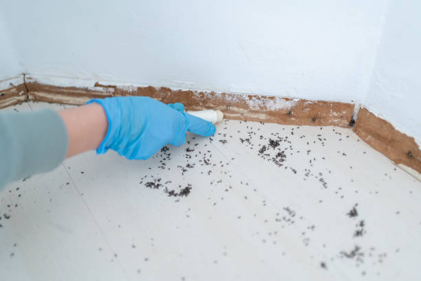 Best Residential Pest Control  in Emory, TX