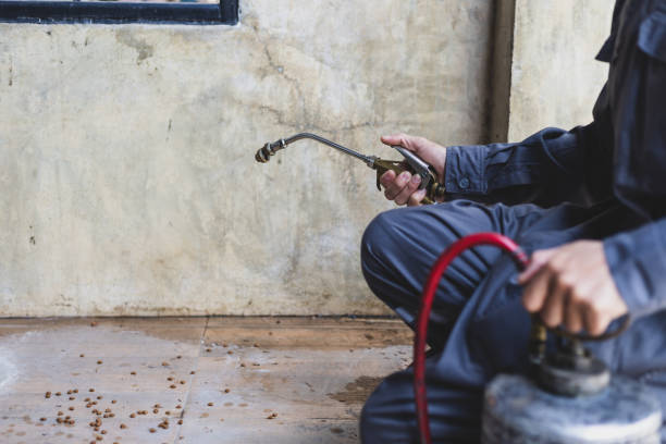Best Rat Extermination Near Me  in Emory, TX